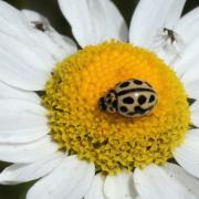 Tytthaspis sedecimpunctata (Linnaeus, 1760) - Coccinelle à 16 points