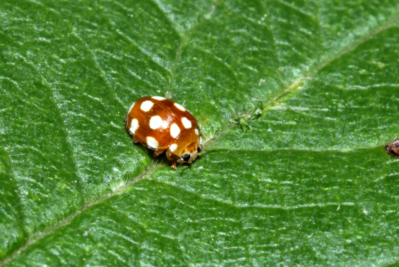 Vibidia duodecimguttata (Poda, 1761) - Petite Coccinelle orange