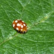 Vibidia duodecimguttata (Poda, 1761) - Petite Coccinelle orange