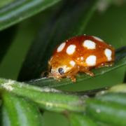 Vibidia duodecimguttata (Poda, 1761) - Petite Coccinelle orange