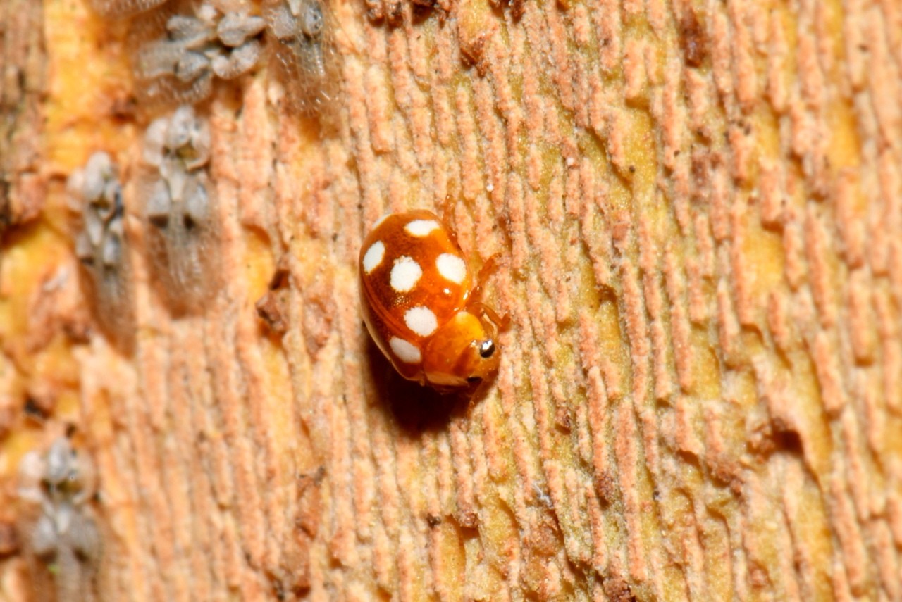 Vibidia duodecimguttata (Poda, 1761) - Petite Coccinelle orange