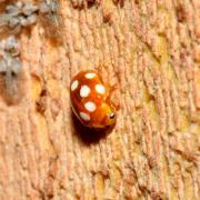 Vibidia duodecimguttata (Poda, 1761) - Petite Coccinelle orange