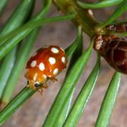 Vibidia duodecimguttata (Poda, 1761) - Petite Coccinelle orange