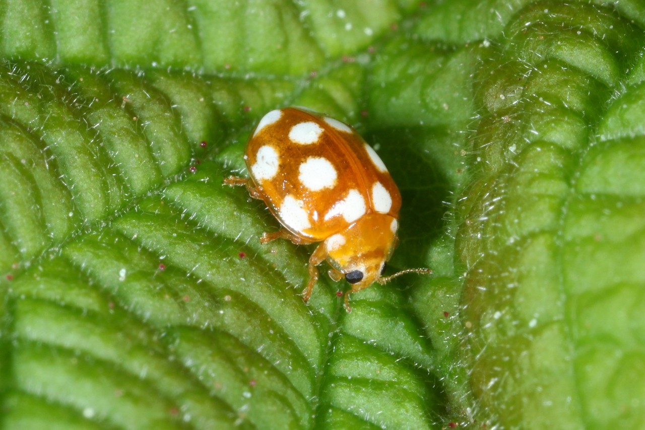 Vibidia duodecimguttata (Poda, 1761) - Petite Coccinelle orange