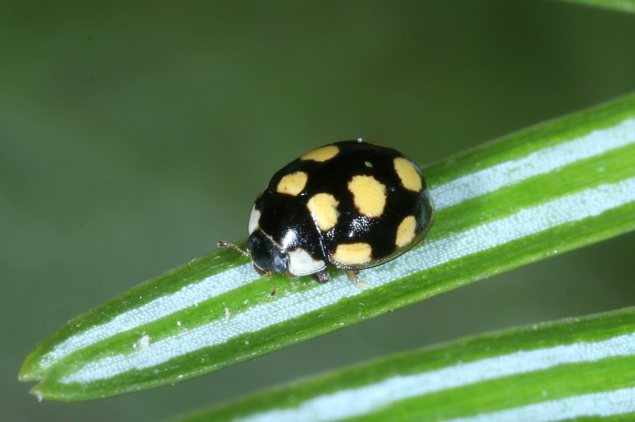 Oenopia lyncea (Olivier, 1808)