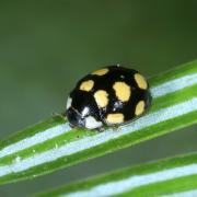 Oenopia lyncea agnatha (Rosenhauer, 1847)