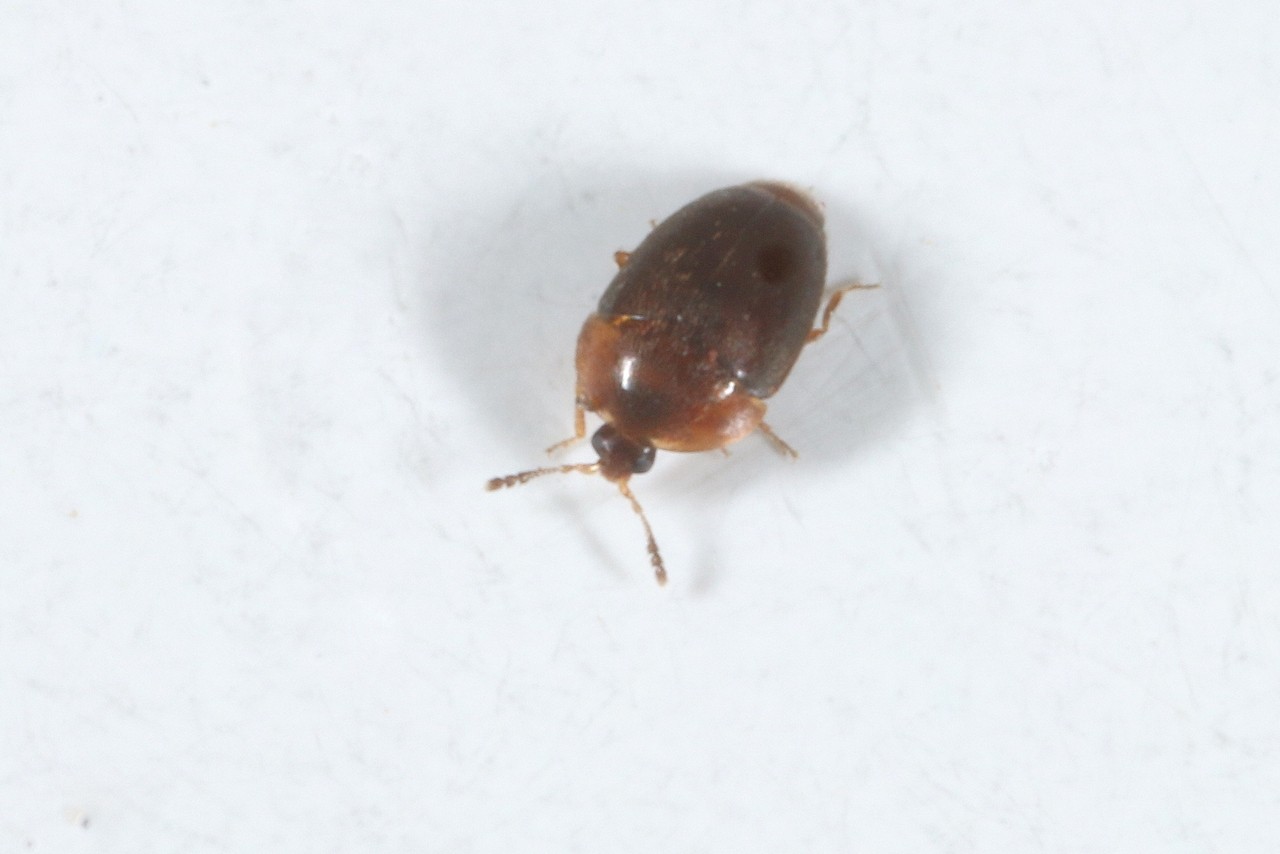 Sericoderus sp 