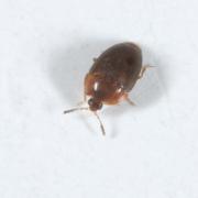 Sericoderus sp 