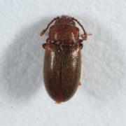 Cryptophagus sp