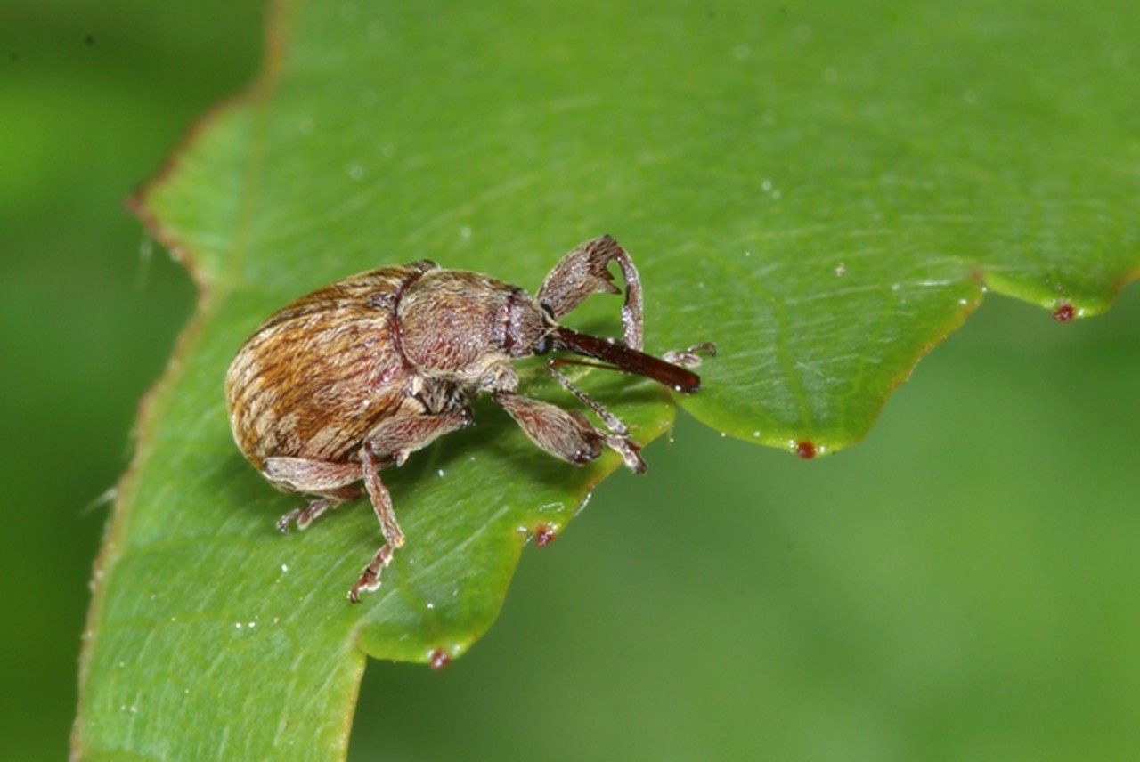 Anthonomus rectirostris (Linnaeus, 1758) - Anthonome du Merisier