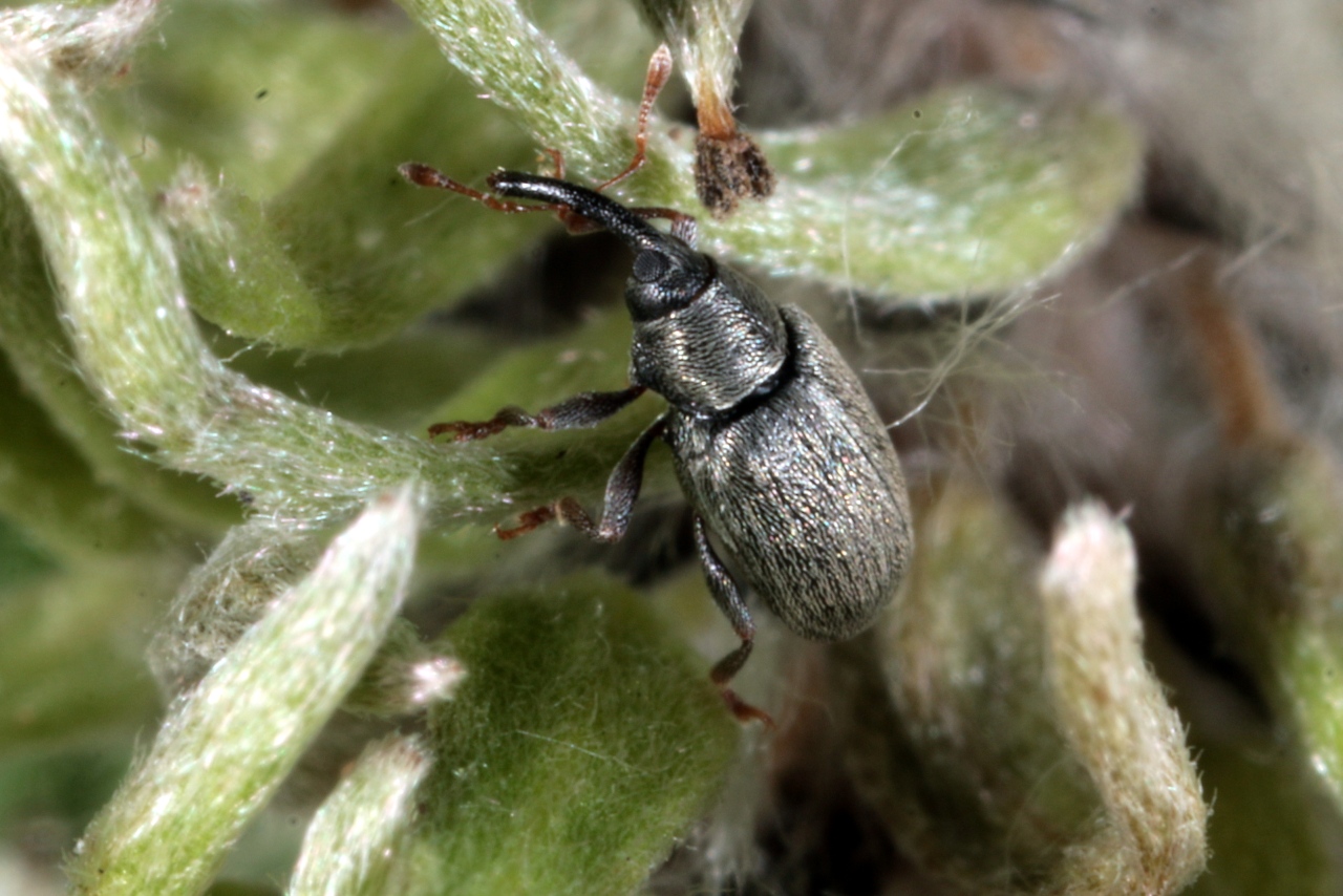 Acalyptus carpini (Fabricius, 1792)