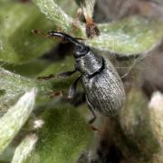 Acalyptus carpini (Fabricius, 1792)