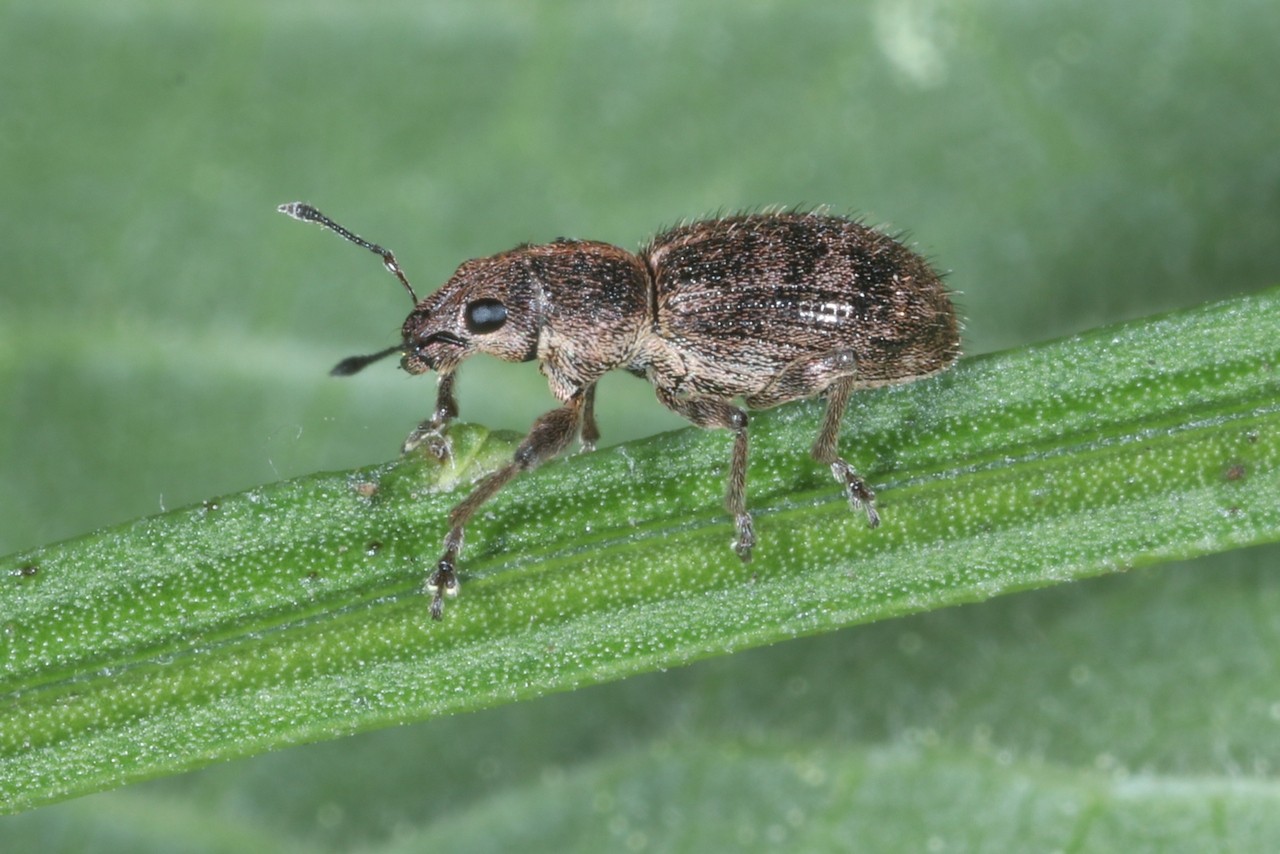 Andrion regensteinense (Herbst, 1797)