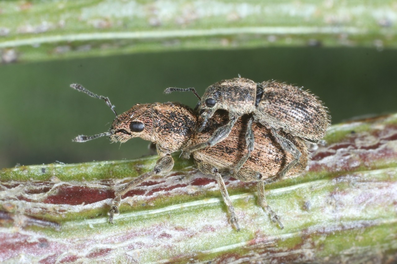 Andrion regensteinense (Herbst, 1797) (accouplement) 