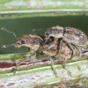 Andrion regensteinense (Herbst, 1797) (accouplement) 