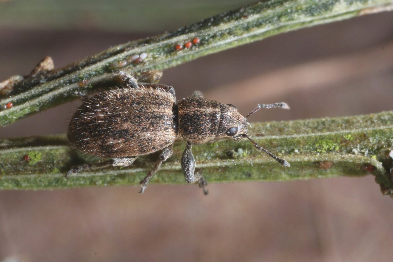 Andrion regensteinense (Herbst, 1797)