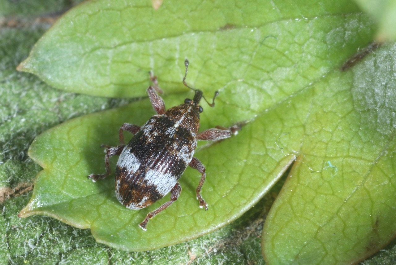 Anthonomus pedicularius (Linnaeus, 1758) 