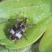 Anthonomus pedicularius (Linnaeus, 1758) 