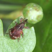 Anthonomus pedicularius (Linnaeus, 1758)