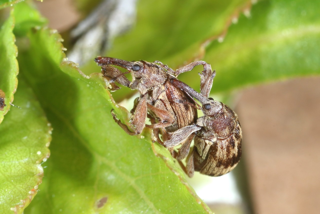 Anthonomus rectirostris (Linnaeus, 1758) - Anthonome du Merisier (accouplement)