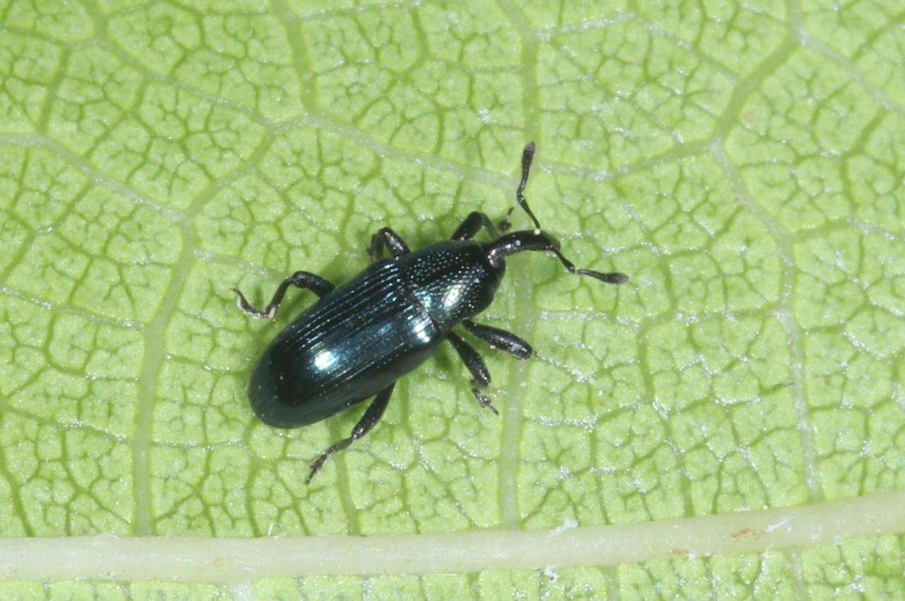 Aulacobaris coerulescens (Scopoli, 1763) - Baris des Crucifères