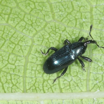 Aulacobaris coerulescens (Scopoli, 1763) - Baris des Crucifères