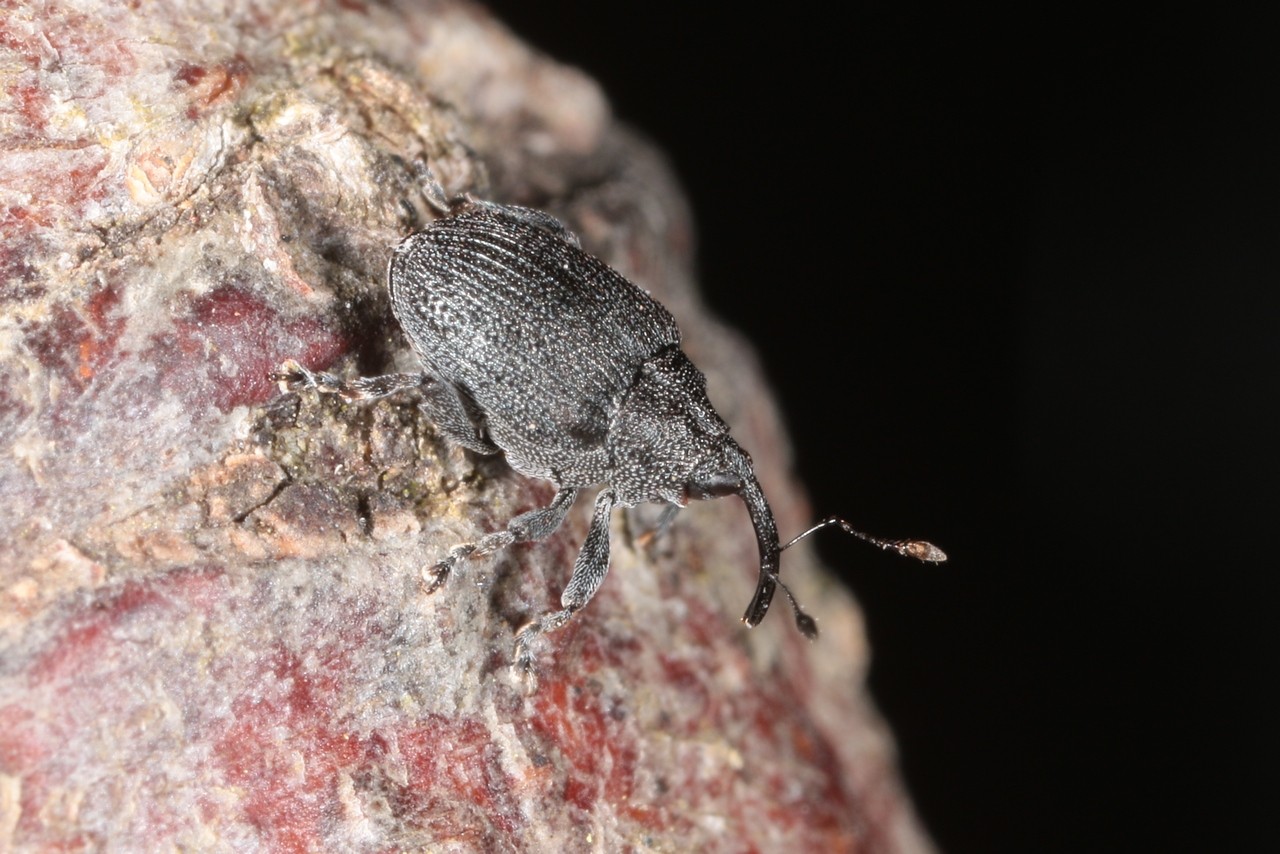 Ceutorhynchus obstrictus (Marsham, 1802) - Charançon des siliques de colza