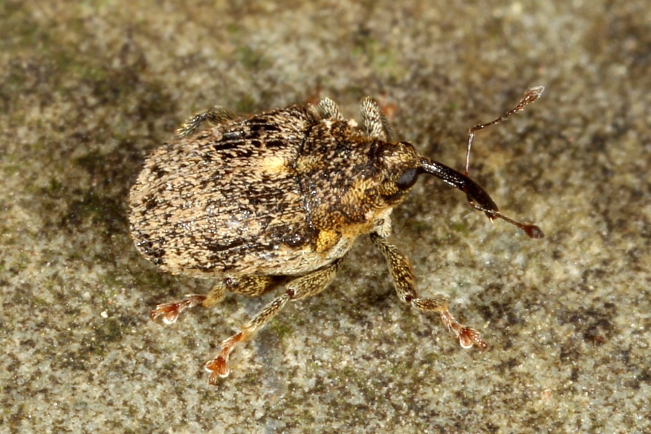 Ceutorhynchus pallidactylus (Marsham, 1802) - Charançon de la tige du chou