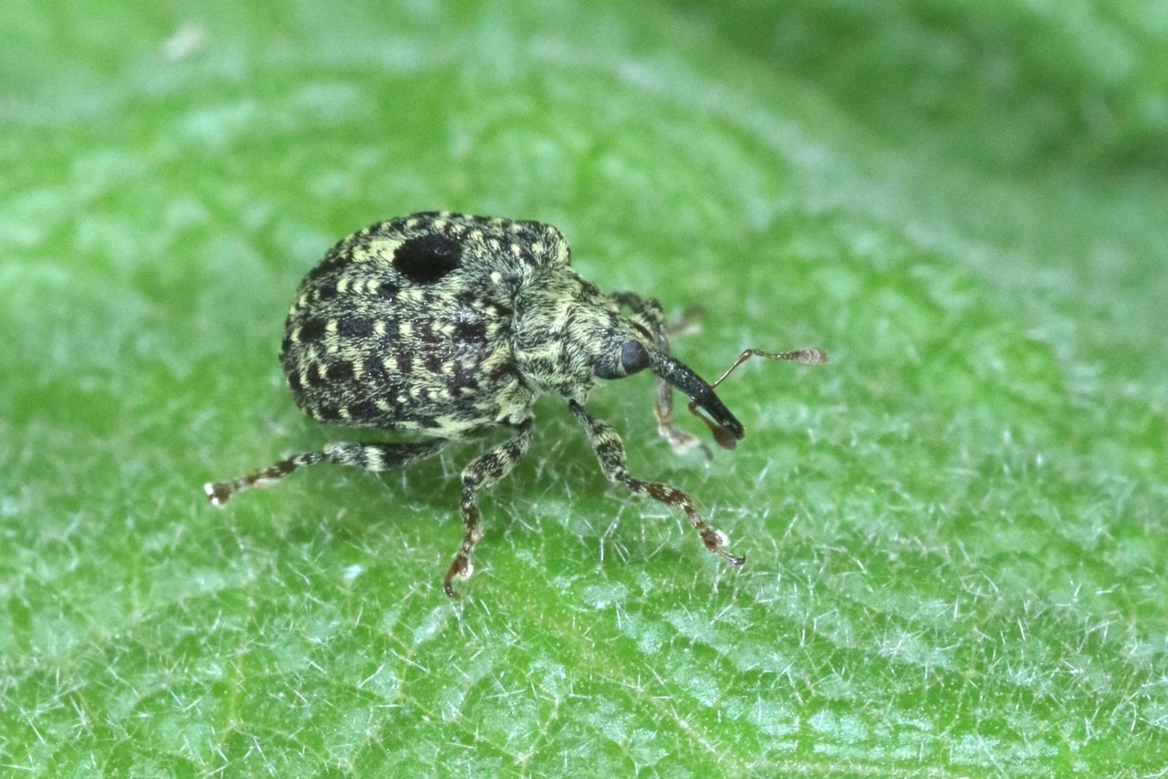 Cionus hortulanus (Geoffroy, 1785) - Charançon gris de la Scrophulaire