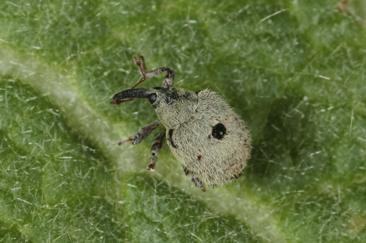 Cionus olens Fabricius, 1798 - Cione odorant