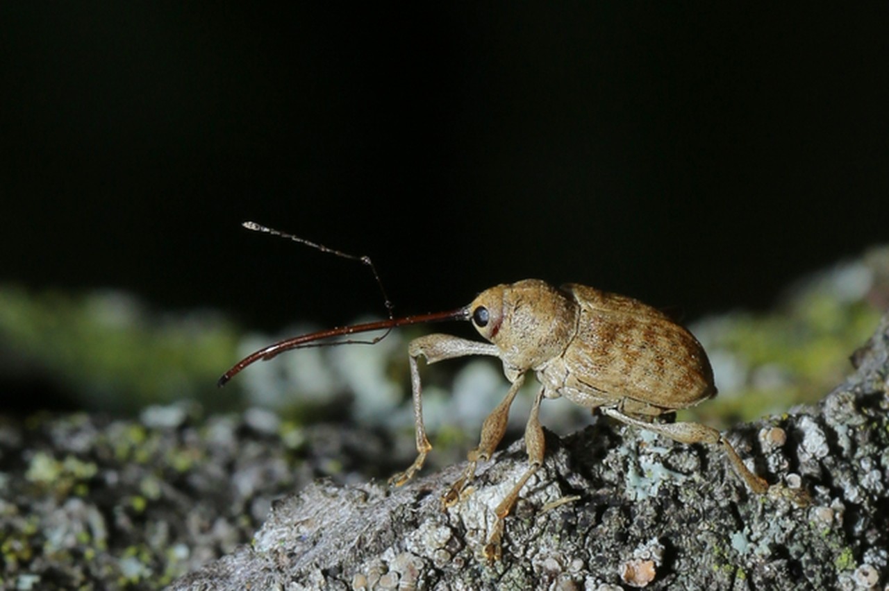 Curculio elephas (Gyllenhal, 1835) - Balanin éléphant, des châtaignes