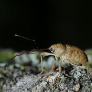 Curculio elephas (Gyllenhal, 1835) - Balanin éléphant, des châtaignes