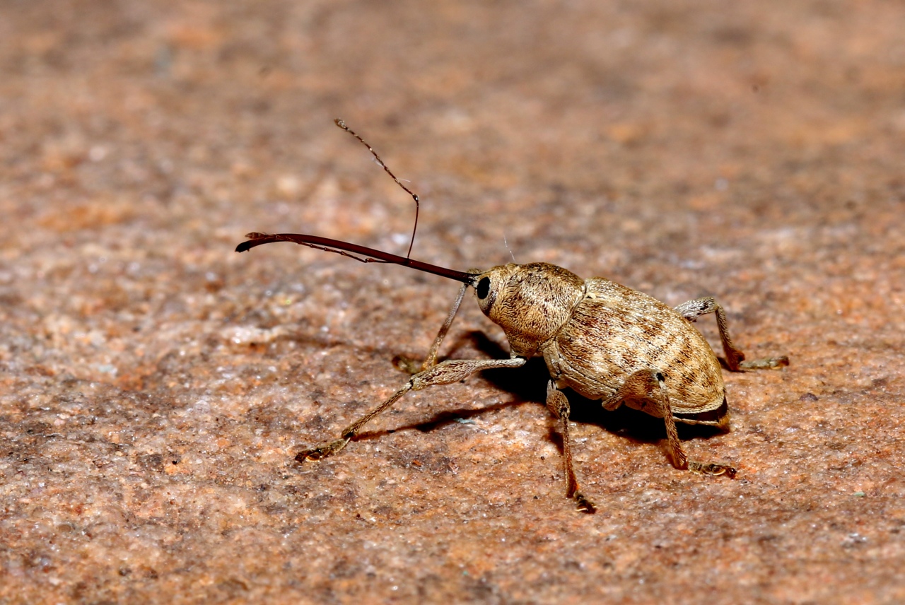 Curculio elephas (Gyllenhal, 1835) - Balanin éléphant, des châtaignes (femelle)