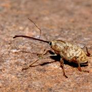 Curculio elephas (Gyllenhal, 1835) - Balanin éléphant, des châtaignes (femelle)