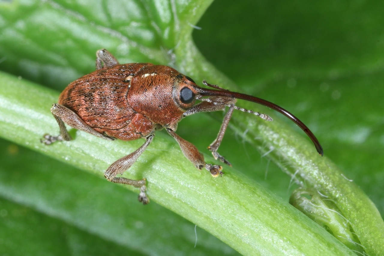 Curculio glandium Marsham, 1802 - Charançon du Chêne (femelle)