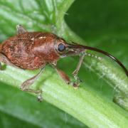 Curculio glandium Marsham, 1802 - Charançon du Chêne (femelle)