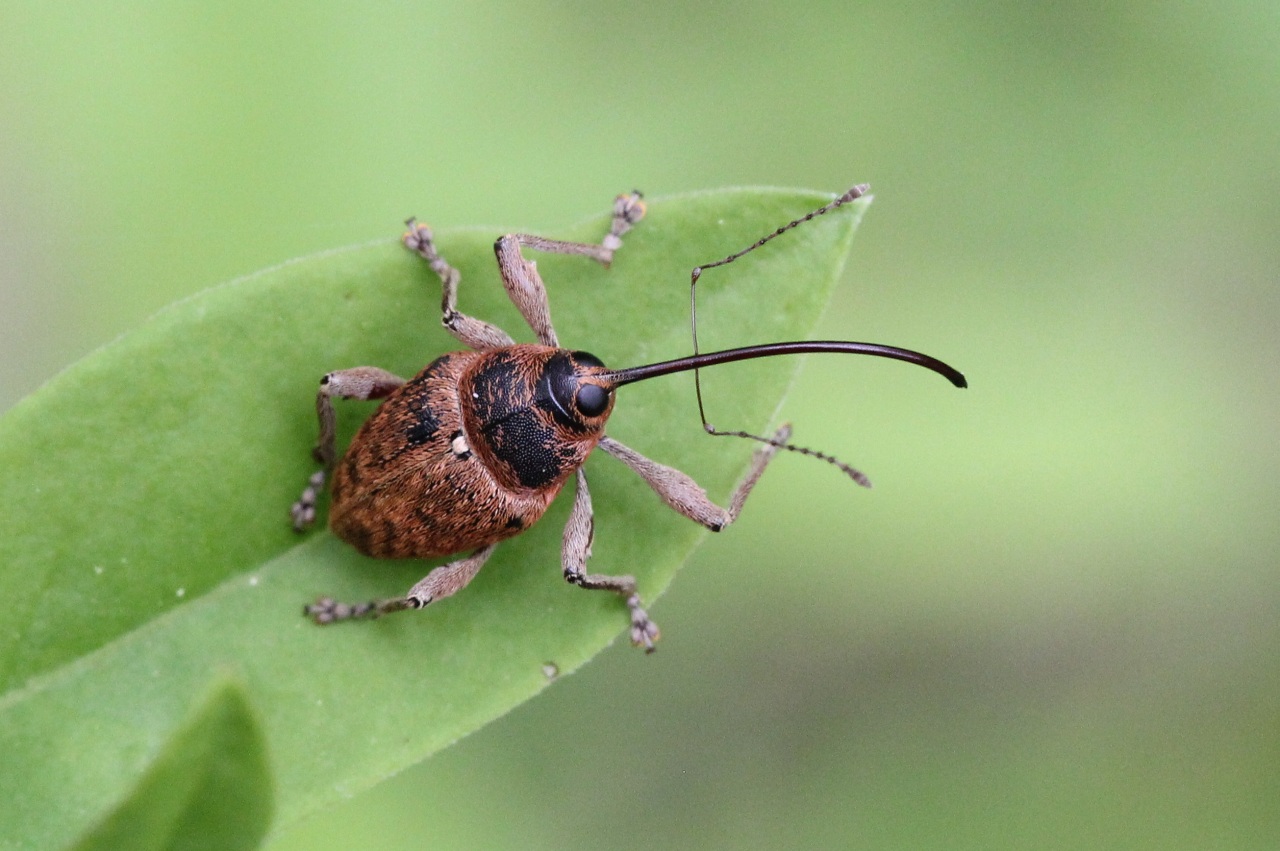 Curculio glandium Marsham, 1802 - Charançon du Chêne (femelle)