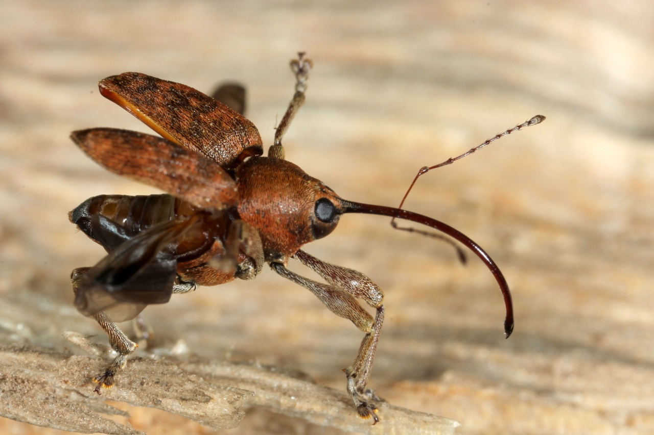 Curculio glandium Marsham, 1802 - Charançon du Chêne (femelle)