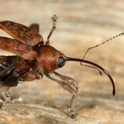 Curculio glandium Marsham, 1802 - Charançon du Chêne (femelle)