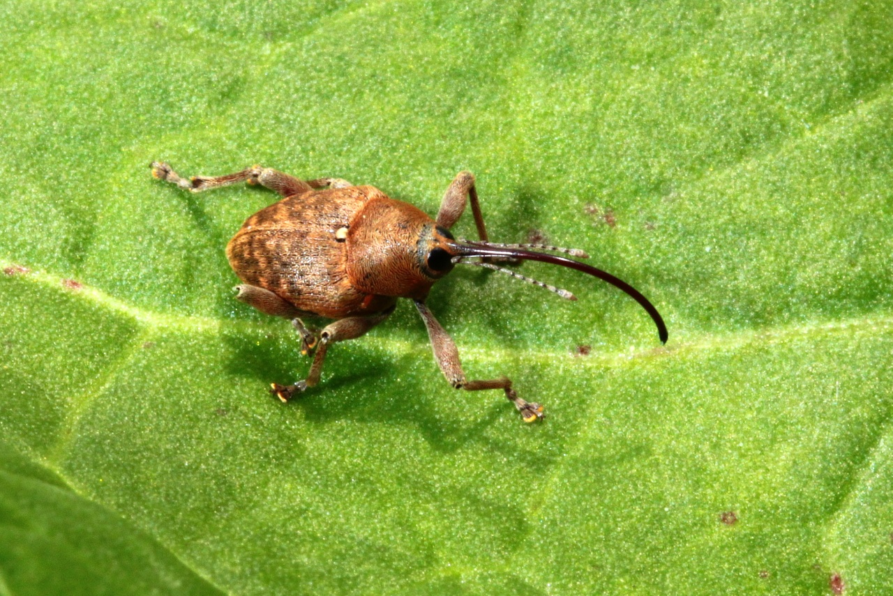 Curculio glandium Marsham, 1802 - Charançon du Chêne (femelle)