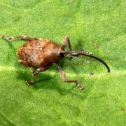 Curculio glandium Marsham, 1802 - Charançon du Chêne (femelle)