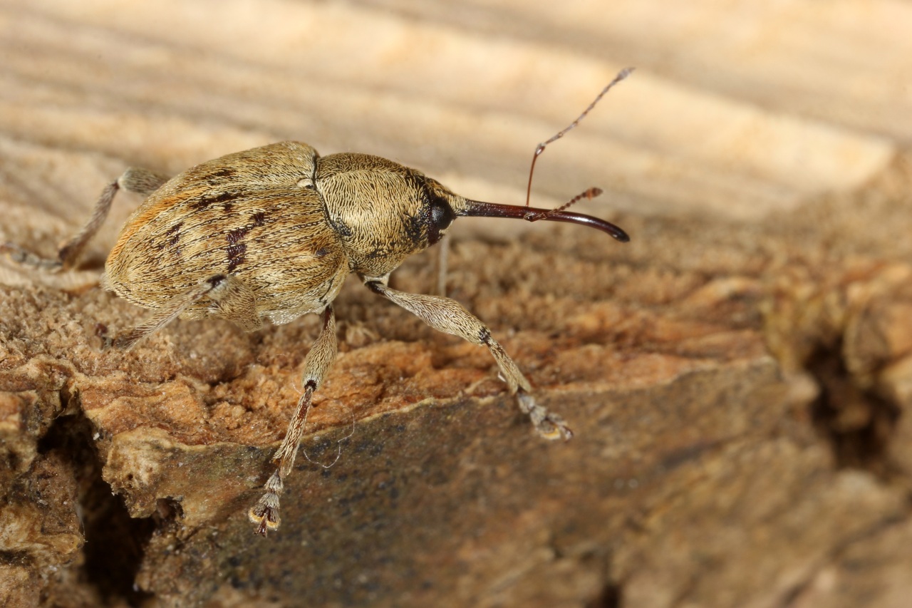 Curculio venosus (Gravenhorst, 1807) - Balanin du Chêne