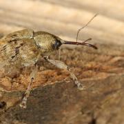 Curculio venosus (Gravenhorst, 1807) - Balanin du Chêne