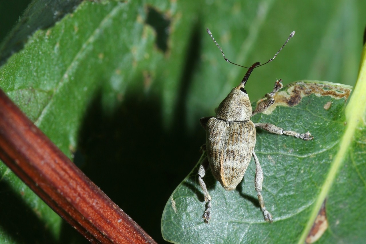 Curculio venosus (Gravenhorst, 1807) - Balanin du Chêne