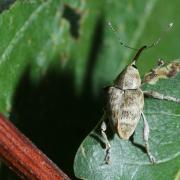 Curculio venosus (Gravenhorst, 1807) - Balanin du Chêne