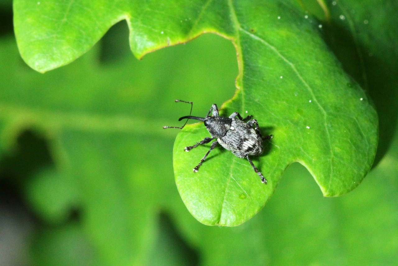 Curculio villosus Fabricius, 1781