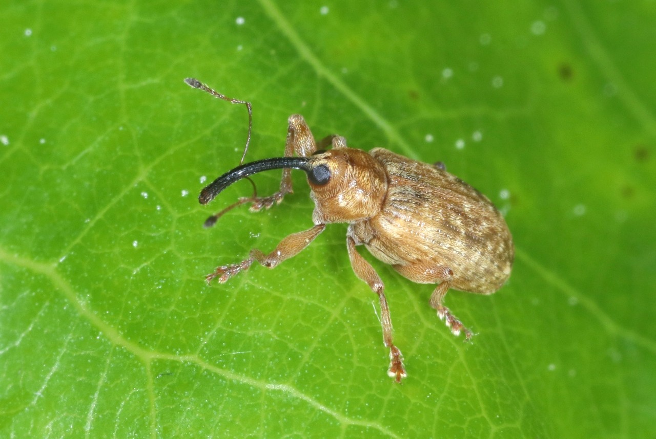 Dorytomus longimanus (Forster, 1771) (femelle)