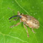 Dorytomus longimanus (Forster, 1771) (femelle)