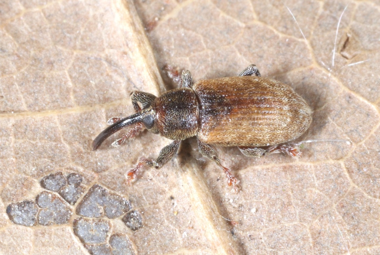 Dorytomus melanophthalmus (Paykull, 1792) (femelle)