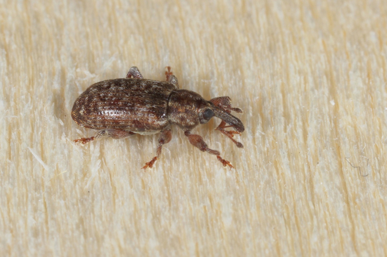 Dorytomus rubrirostris (Gravenhorst, 1807)